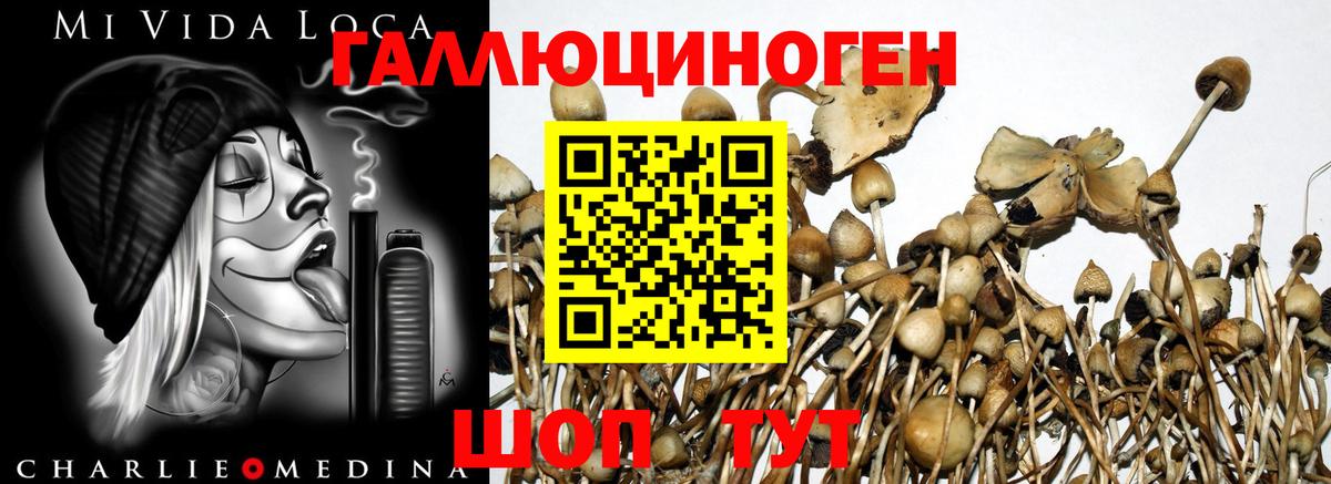 Елабуга  Галлюциногенные грибы мухоморы  Вход с VPN  Галлюциногенные грибы Magic Shrooms 